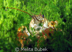 freshwater crayfish / Canon G9, macro lens by Melita Bubek 